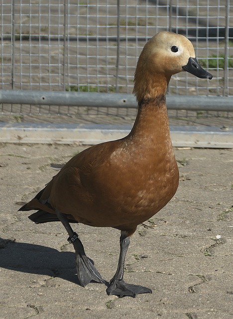 並在