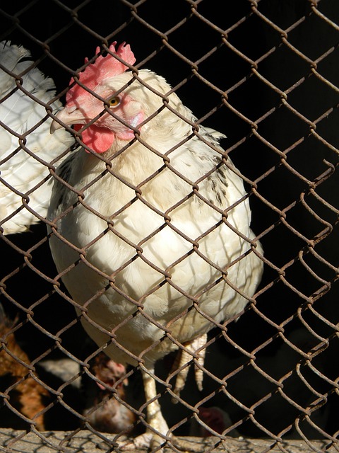 欧冠杯｜ 附加赛狭路相逢 曼市皇马只能活一个.